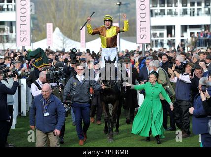 Vincitore della Boodles Cheltenham Gold Cup Race Galopin Des Champs guidato da Paul Townend che entra nel recinto dei vincitori corse ippiche a Cheltenham Ra Foto Stock