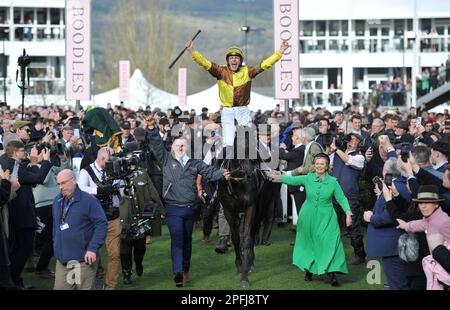 Vincitore della Boodles Cheltenham Gold Cup Race Galopin Des Champs guidato da Paul Townend che entra nel recinto dei vincitori corse ippiche a Cheltenham Ra Foto Stock