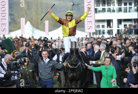 Vincitore della Boodles Cheltenham Gold Cup Race Galopin Des Champs guidato da Paul Townend che entra nel recinto dei vincitori corse ippiche a Cheltenham Ra Foto Stock