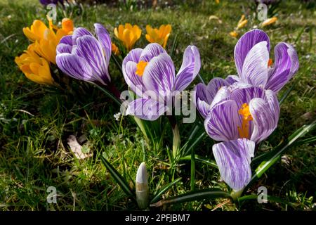 Inizio primavera, Fiori nel giardino, prato, fioritura, giardino primaverile Crocus vernus Pickwick Foto Stock