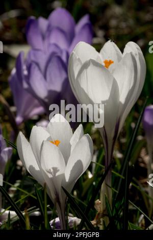 Crocus Jeanne d'Arc, Fiore, Ritratto che inizia la primavera Foto Stock