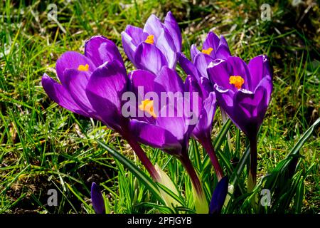 Il profondo porpora-blu Crocus 'Remembrance' cresce nel prato Foto Stock