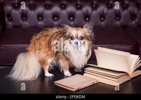 Chihuahua dai capelli lunghi in salotti di luce naturale con libro su un divano, cane giocoso.cane vicino divano.Chihuahua rilassante Foto Stock