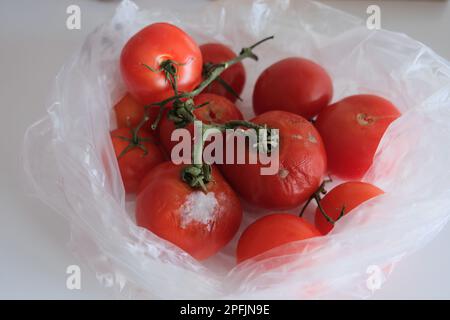 Alcuni pomodori marci e alcuni pomodori incontaminati sono in un sacchetto di plastica trasparente su una cucina bianca countertops. Foto Stock