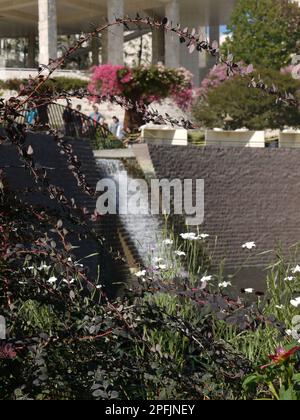 Getty Center cascata e bougainvillea trellis incorniciato da piante, Giardino Centrale, agosto 2017 Foto Stock
