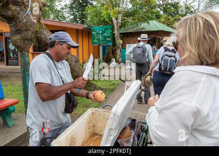 Tortuguero, Costa Rica - Un venditore di strada apre una noce di cocco per un turista in questo piccolo villaggio sulla costa caraibica. La rinfrescante acqua di cocco Foto Stock