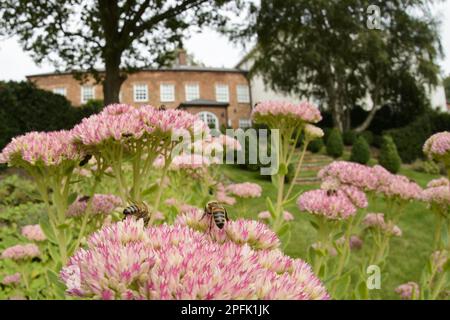 Western Honey Bee (Apis mellifera) lavoratrici adulte, raccogliendo nettare su sedu fioriti in giardino, Blithfield, Staffordshire, Inghilterra, United Foto Stock