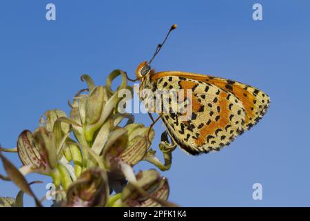 Spotted Fritillary (Melitaea dipyma) adulto maschio, stendendo su Lizard Orchid (Himantoglossum hircinum) flowerspike, Causse de Gramat, Massif Central Foto Stock