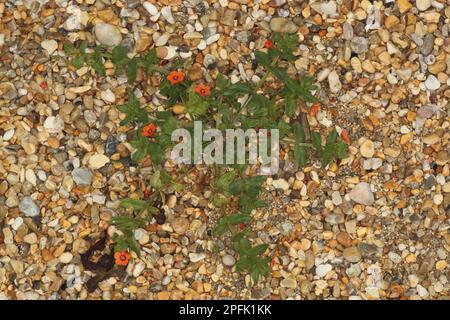 Scarlet Pimpernel (Anagallis arvensis) fioritura, che cresce su spiaggia di ghiaia, Ringstead, Dorset, Inghilterra, Regno Unito Foto Stock