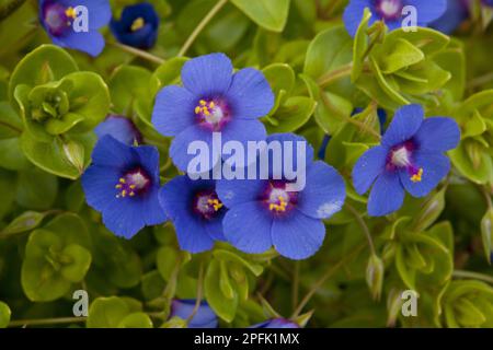 Scarlatto Pimpernel (Anagallis arvensis ssp. Foemina) forma blu, primo piano di fiori, Lesbo, Grecia Foto Stock