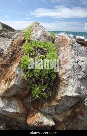 Rock Samphire (Crithmum maritimum) cresce su rocce costiere, Dorset, Inghilterra, Regno Unito Foto Stock