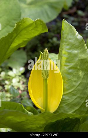 Lysichitum verza occidentale (Lysichiton americanus), Stinky Willie, verza gialla, verza stinky, famiglia Arum, Cavolo giallo skunk Foto Stock