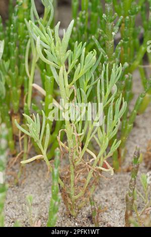 Annuale Sea-blite (Suaeda maritima) con Glasswort (Salicornia sp.), che cresce su salpalude, Poole Harbour, Dorset, Inghilterra, Regno Unito Foto Stock