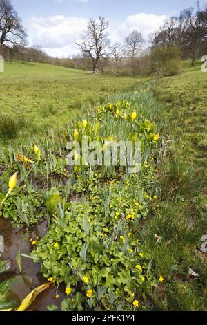 Cavolo giallo skunk (Lysichiton americanum) introdotto come una specie naturalizzata, con palude fiorente (Caltha palustris) che cresce Foto Stock