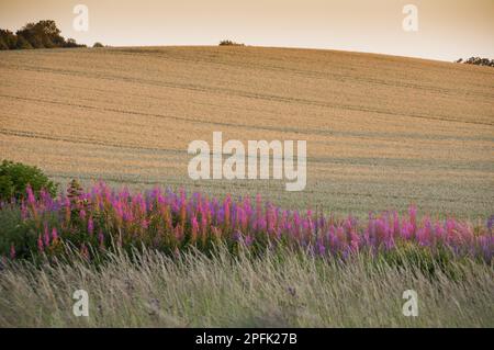 Chamerion angustifolium, Chamerion angustifolium angustifolium, sally fiorente, Wallowerb legno, famiglia delle primrose serali, Rosebay willowwherb Foto Stock