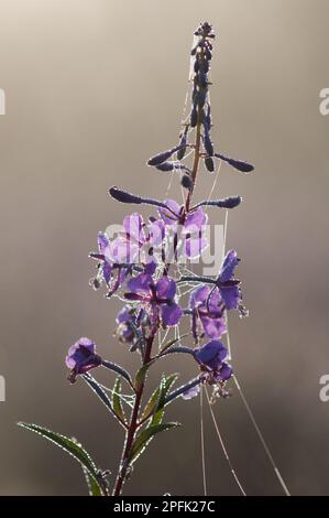 Chamerion angustifolium, Chamerion angustifolium angustifolium, sally fiorente, Wallowerb legno, famiglia delle primrose serali, Rosebay willowwherb Foto Stock