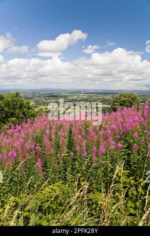 Chamerion angustifolium, Chamerion angustifolium angustifolium, sally fiorente, Wallowerb legno, famiglia delle primrose serali, Rosebay willowwherb Foto Stock