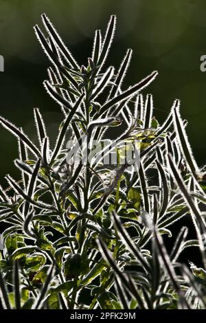 Chamerion angustifolium, Chamerion angustifolium angustifolium, sally fiorente, Wallowerb legno, famiglia delle primrose serali, Rosebay willowwherb Foto Stock