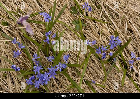 Lo squill alpino (Scilla bifolia) fioritura, che cresce su snowline montagna, montagne di Rila, Bulgaria Foto Stock