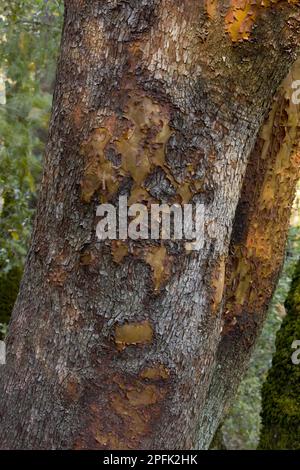 Madrona, famiglia di erica, Madrone pacifico (Arbutus menziesii) primo piano di corteccia e tronco, utricularia ocroleuca (U.) (U.) S. A Foto Stock