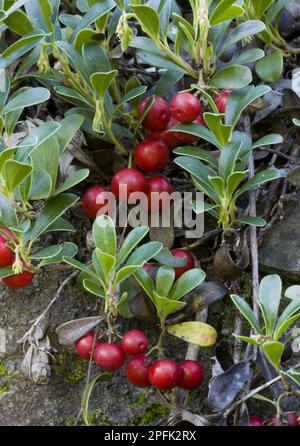 Bearberry, kinnynnick (Arctostaphylos uva-ursi), bearberry comune, famiglia di erica, Bearberry 'Point St George', in frutta, coltivando in giardino Foto Stock