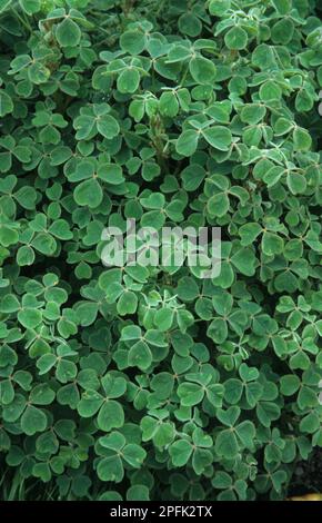 Legno bulboso Sorrel, Oka, Yam, oca (Oxalis tuberosa), legno Sorrel, Raccolto di Oca, cresciuto per tuberi commestibili Foto Stock