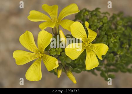 Oxalis gigante (Oxalis gigantes) primo piano di fiori, Quebrada del Castillo, Parque National Pan de Azucar, deserto di Atacama, Cile Foto Stock