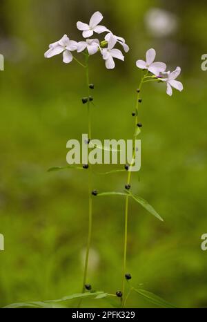 Coralroot Bitter-Cress (Cardamine bulbifera) fioritura, con bulbi su gambi, in legno di faggio, Bulgaria Foto Stock