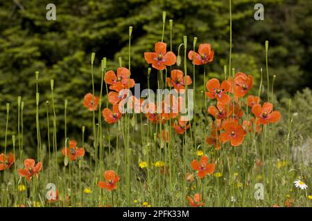 Papavero a testa lunga (Papaver dubium) in fiore e frutta, Grecia Foto Stock