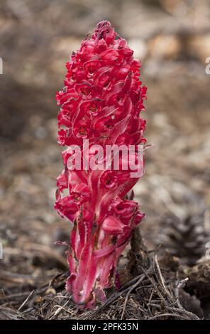 Pianta di neve (Sarcodes sanguinea) fioritura, parassita su funghi nella foresta di conifere, Sierra Nevada, California (U.) S. A Foto Stock