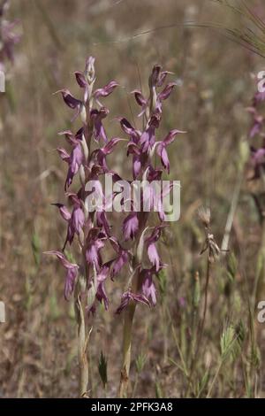 Orchis sancta, Orchidea Santa, Orchidee, Lesvos, Grecia Foto Stock