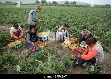 Fragola (Fragaria sp.) Crop, donne lavoratori agricoli raccolta e cernita frutta, Bulgaria Foto Stock