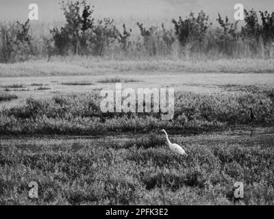 Egret in nebbia con piante di Green Pond in Balck e Bianco Foto Stock