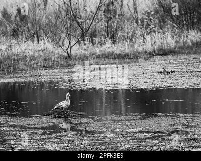 Anatra grigia sul Nutra Nest in laghetto in bianco e nero Foto Stock