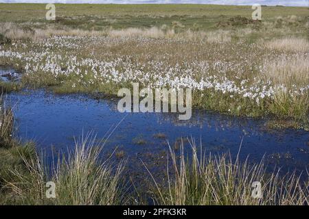 Erba di cotone comune (Eriophorum angustifolium) che cresce accanto ad uno stagno in habitat palude, penisola di Gower, Glamorgan, Galles, Regno Unito Foto Stock