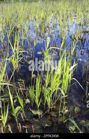 Canneti comuni (Phragmites australis) nuovi germogli, che crescono in habitat di canneti, nella riserva fen della valle, Hopton Fen, Hopton, Suffolk, Inghilterra Foto Stock