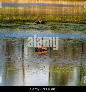 Nutria su Nest in laghetto con tartarughe su un altro busto Foto Stock