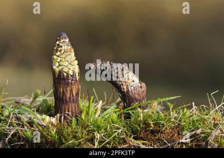 Field Horsetail (Equisetum arvense) due tiri freschi, Blashford Lakes Nature Reserve, Avon Valley, New Forest N. P. Hampshire, Inghilterra, Regno Unito Foto Stock