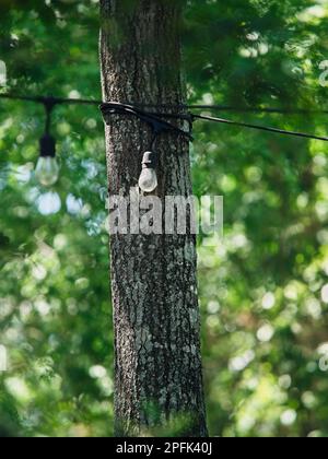 Lampadina di luce esterna di fronte a un albero nel bosco con sfondo verde Foto Stock