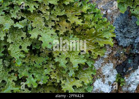 Lungwort (pulmonaria), Lungwort, Lung muss, Lichens, albero Lungwort (Lobaria pulmonaria) che cresce sulla roccia, Craig Plockton, Ross-Shire, Scozia, Unito Foto Stock