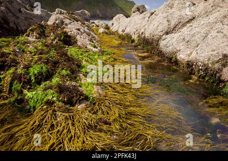 Marrone Tuning Forkwort (Bifurcaria bifurcata) con altre alghe, attaccate a rocce in una piscina di roccia a bassa marea, Shipload Bay, Hartland Point, Nord Foto Stock