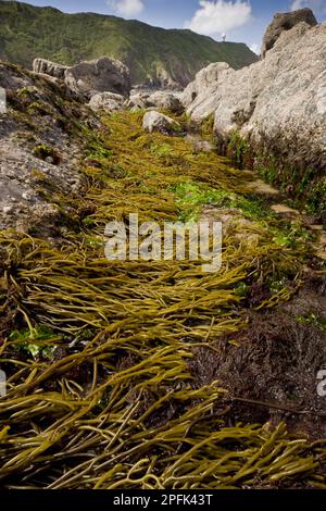 Marrone Tuning Forkwort (Bifurcaria bifurcata) con altre alghe, attaccate a rocce in una piscina di roccia a bassa marea, Shipload Bay, Hartland Point, Nord Foto Stock