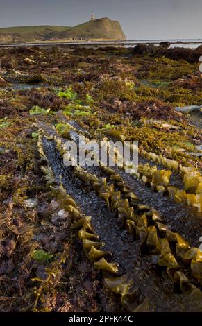 La cintura di mare (Laminaria saccarina) fronteggia, sulla riva con piscina di roccia a bassa marea, con la Torre Clavel sulla cima di una scogliera in lontananza, Kimmeridge Bay, Dorset Foto Stock