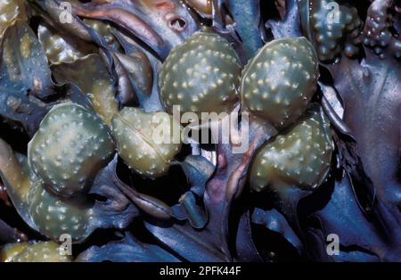 Alghe marine, stracci vescicali (Fucus vesiculosus) primo piano dei corpi riproduttivi Foto Stock