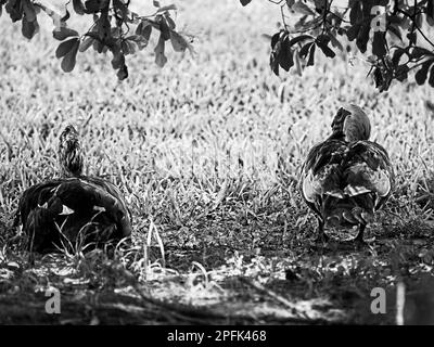 Due anatre InGreen Grass sotto gli alberi in bianco e nero Foto Stock