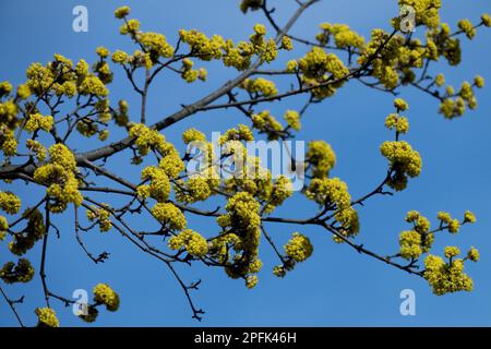 Fioritura, rami, Cilian Cherry, Cornus mas, Dogwood, Cornus, albero, primo, Primavera, Stagione Foto Stock