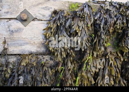 Flat Wrack (Fucus spiralis) fronts, su groynes esposti alla bassa marea, Bembridge, Isola di Wight, Inghilterra, Regno Unito Foto Stock