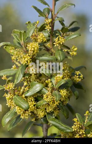 Il biancospino agrifoglio, il biancospino italiano, la famiglia del biancospino mediterraneo (Rhamnus alaternus) primo piano delle foglie e di Cipro Foto Stock