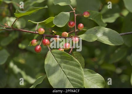 Alder buckthorn (Frangula alnus) primo piano della maturazione di bacche, Dartmoor, Devon, Inghilterra, Regno Unito Foto Stock