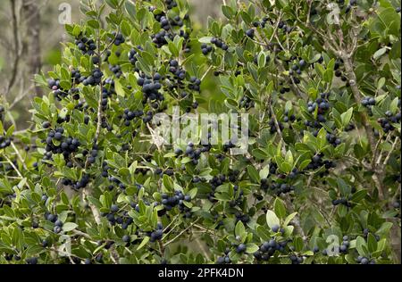 Biancospino, biancospino italiano, famiglia biancospino, biancospino mediterraneo (Rhamnus alaternus) nella frutta, Francia sud-occidentale Foto Stock